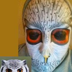 14 Northern White Faced Scops Owl
